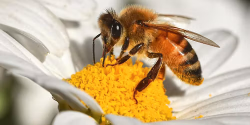Keep Your Garden Buzzing - Talk