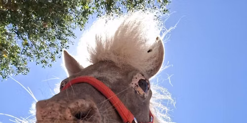 Pony Rides @Downtown Prescott Hopefest 2026