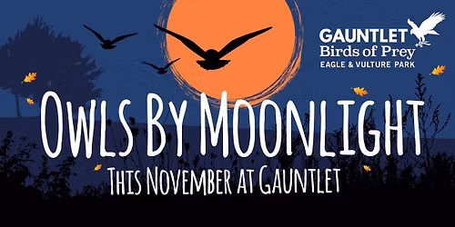 *BOOK NOW* Owls By Moonlight Evening, Friday 13th November 2026