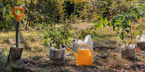 Master Gardeners Present: Fruits for the Garden