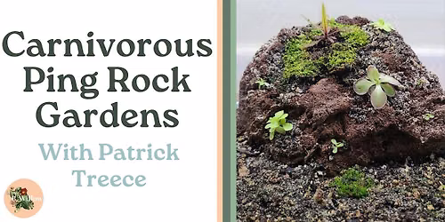 Carnivorous Ping Rock Gardens