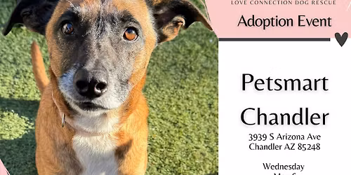 PetSmart Chandler Adoption Event