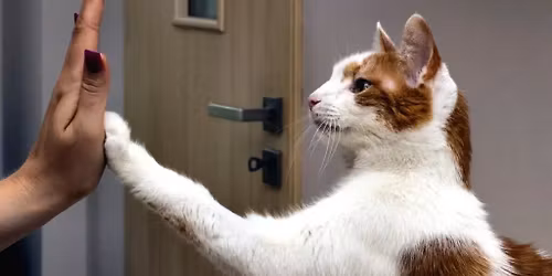 Nowe warsztaty: "Szkolenie kota krok po kroku" z Ma\u0142gorzat\u0105 Biega\u0144sk\u0105-Hendryk