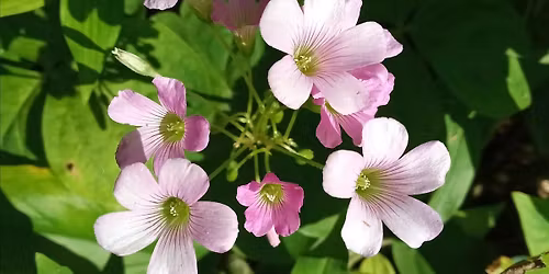 Spring Edible and Medicinal Plant ID & Foraging Walk at the Dome House