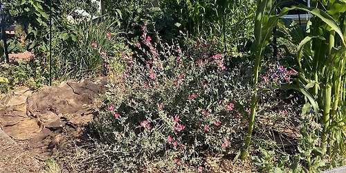 Permaculture in Practice: Garden Tour & Design Discussion