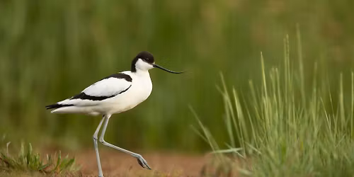 Coach trip to RSPB Minsmere