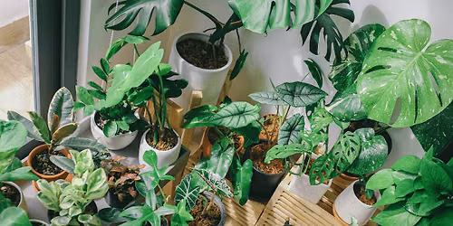Houseplants to Boost Your Mood: Bring More Green Into Winter