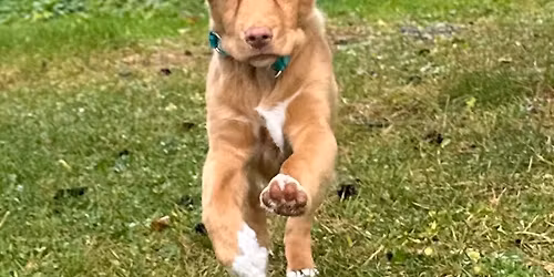 2Dogs- 16 ukers valp\/ unghund kurs med Kjersti