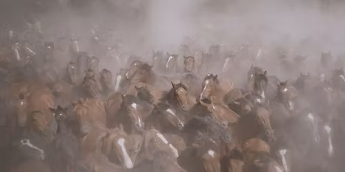 Filmvisning og talk: Only on Earth - Dokumentarfilm om Galisiens vilde heste