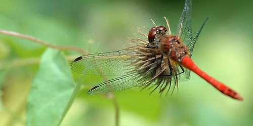 Balade naturaliste : Les demoiselles de Faches