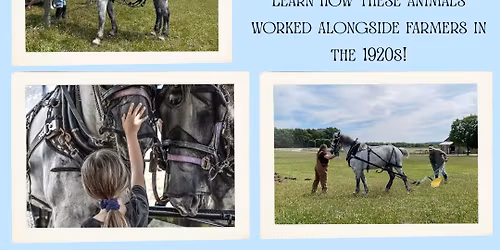 Percherons Visit The Farm