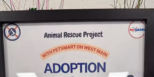 Dog Adoption 