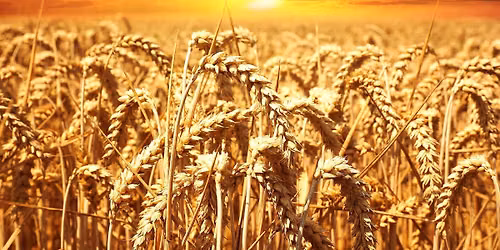 Lughnasadh