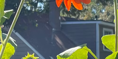 University District Spring Fling at the Garden