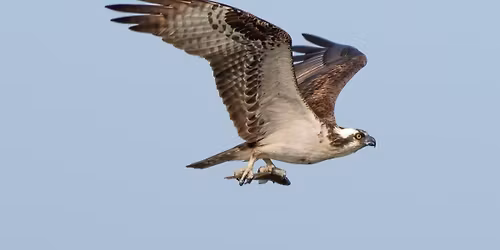 First Saturday Birdwalk