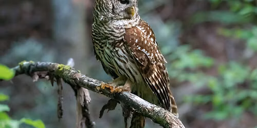 Branch Out Event: Regal Raptors & Short-eared Owls