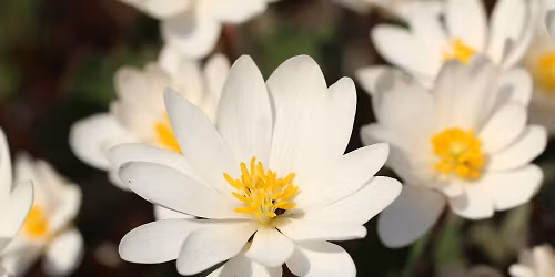 Spring Ephemerals Garden Tour