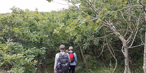 Heldagsvandretur, Fils\u00f8 - K\u00e6rg\u00e5rd Klitplantage