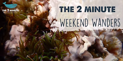 Weekend Wander - Rockpool Ramble