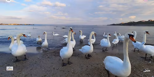 Excursie 1 zi Lebedele de la Malul Marii - de la 169 Lei