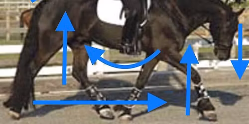Train your horse\u2019s body