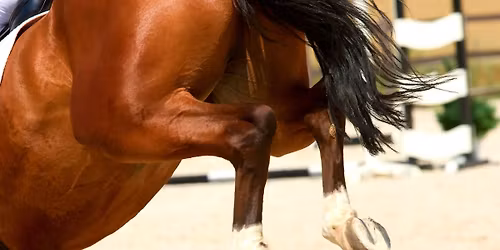 2. kolo Hobby tour Doln\u00ed Jelen\u00ed + jezdeck\u00e9 hry