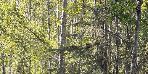 Foraging 101, Plant Identification Walk