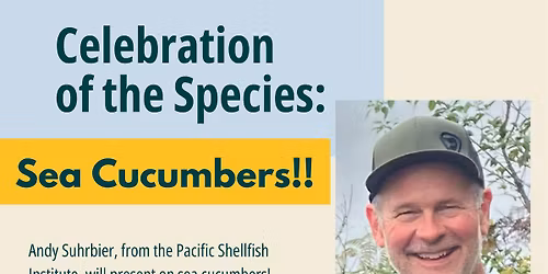 Celebration of Species: Sea Cucumbers!!