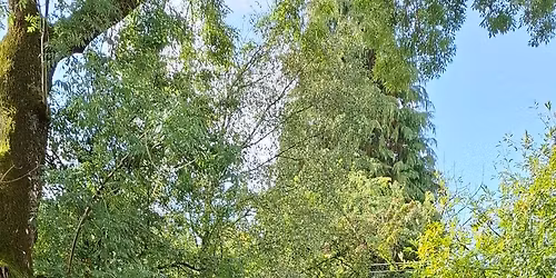 P600 does the Choc-O (Short)