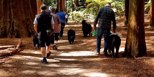 Christmas wander through the redwoods