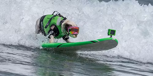 World Dog Surfing Championships 2026, Presented by Lagunitas Brewing Co.