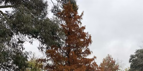 Guided Tree Walk: Cannizaro Park's Diverse Tree Collection