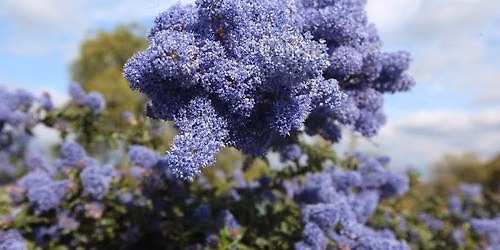 Art of Native Plants Open Farm Day