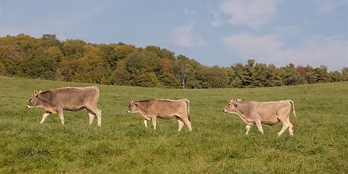 Pasture Walk and Picnic