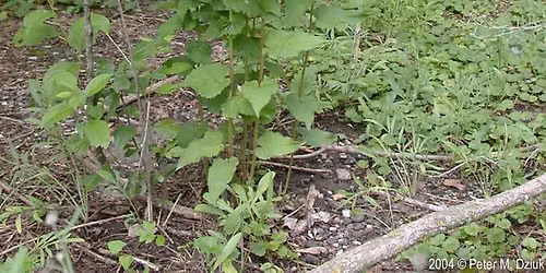 Creeping Bellflower Pull at William Berry Woods