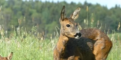 15. Tradi\u010dn\u00ed mysliveck\u00fd ples