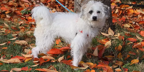 Dog & Puppy Meet + Greet