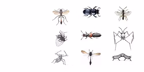 What insect-watching can tell us about the evolution of animal behaviour - Dr William Foster