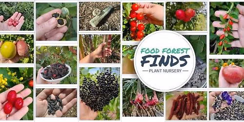 Food Forest Finds at Summer Survivor Plant Sale - Munn Park