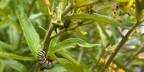 Small Farm Conference: Raising Native Plants