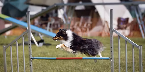Agility 3 Tage Sommerturnier
