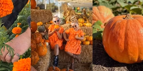 \u2728Pumpkin & Marigold Harvest Festival @ Mellano Farm Stand, Oceanside CA. \u2728