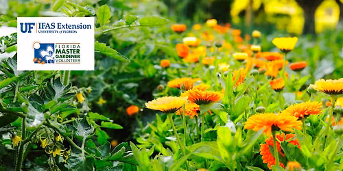 Surviving the Summer Heat for You and Your Plants