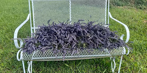 Annual Lavender Extravaganza