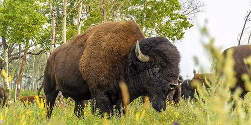 Indigenous Buffalo Engagement Workshop