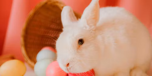 Hippity Hoppity Easter Egg Hunt