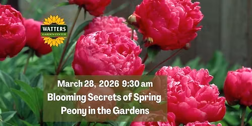 Free Garden Class: Blooming Secrets of Spring Peony in the Gardens