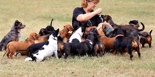 Pumpkin and Paws Fall Festival