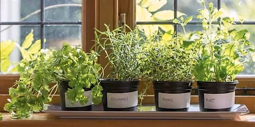 Ward Activity - Apartment Gardening & Flower Arrangement