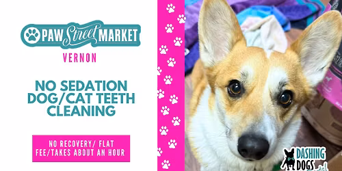 Dog\/Cat Teeth Cleaning - Vernon